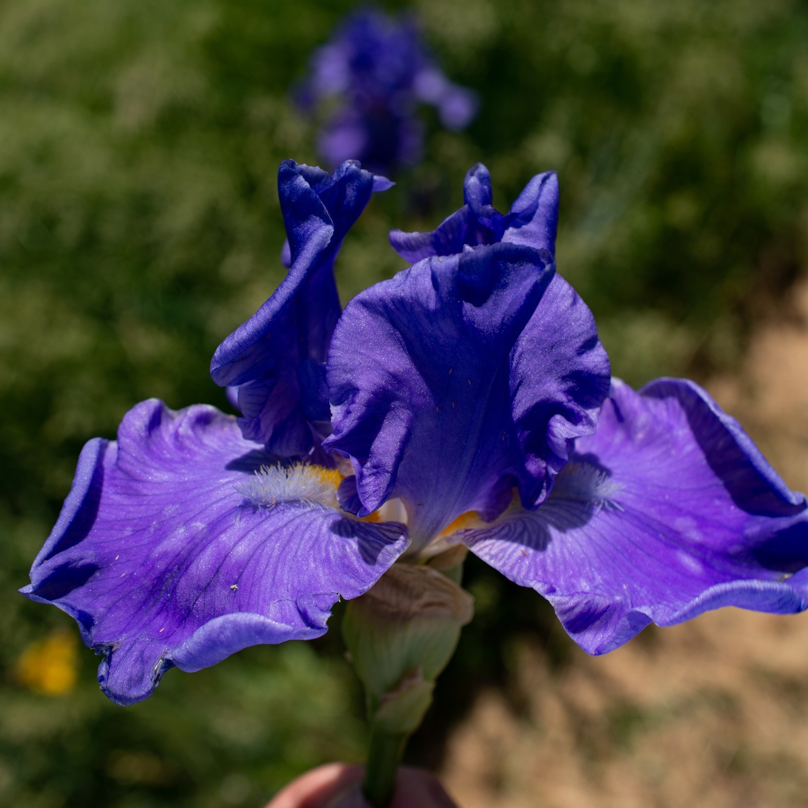 **SEA POWER* Tall Bearded Iris. Pre-Order, Fresh Dig, Combined Ship: Jul – Sep