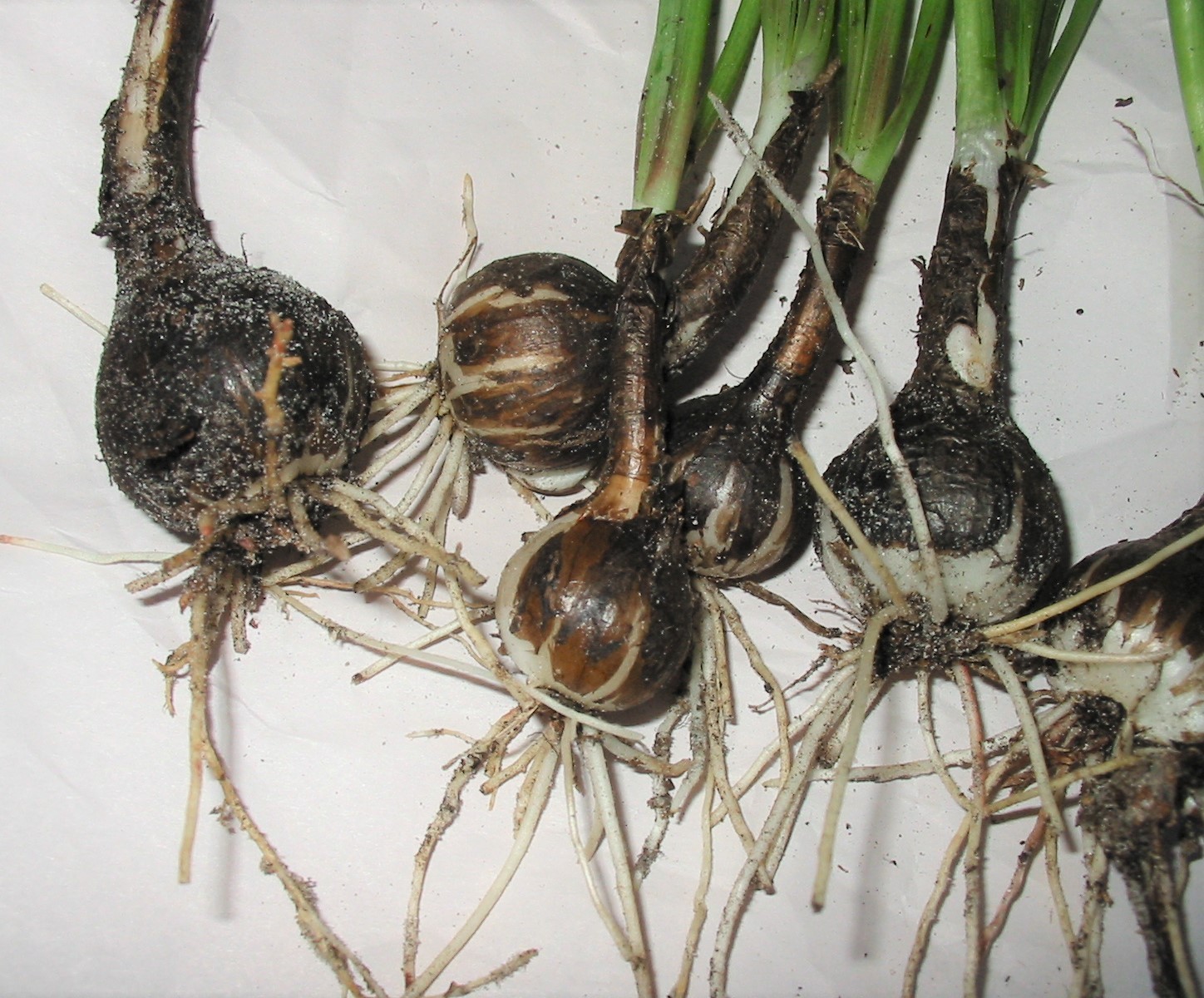 Rain Lilly Bulbs – White & Pink Flower – 10 Piece – Fresh LIVE With Roots