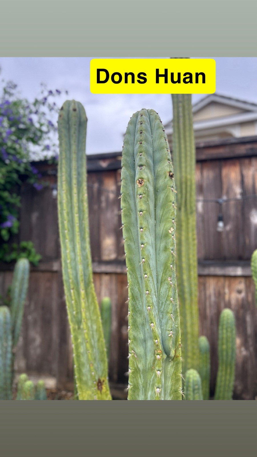 THE FULL PACK! UNIQUE AND RARE T.ECHINOPSIS HYBRIDS.