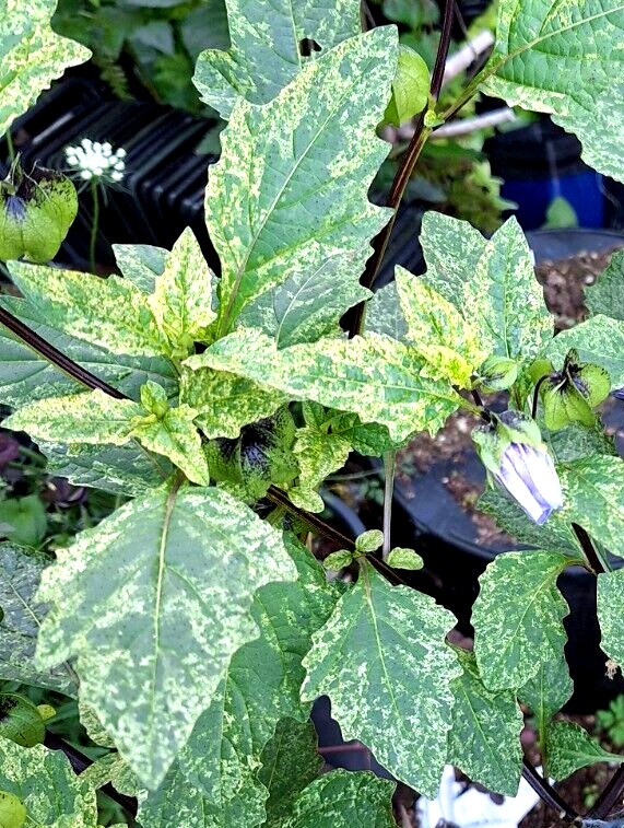 rare variegated shoofly plant 100 seeds, Nicandra Phsalodes Var. Splash of cream