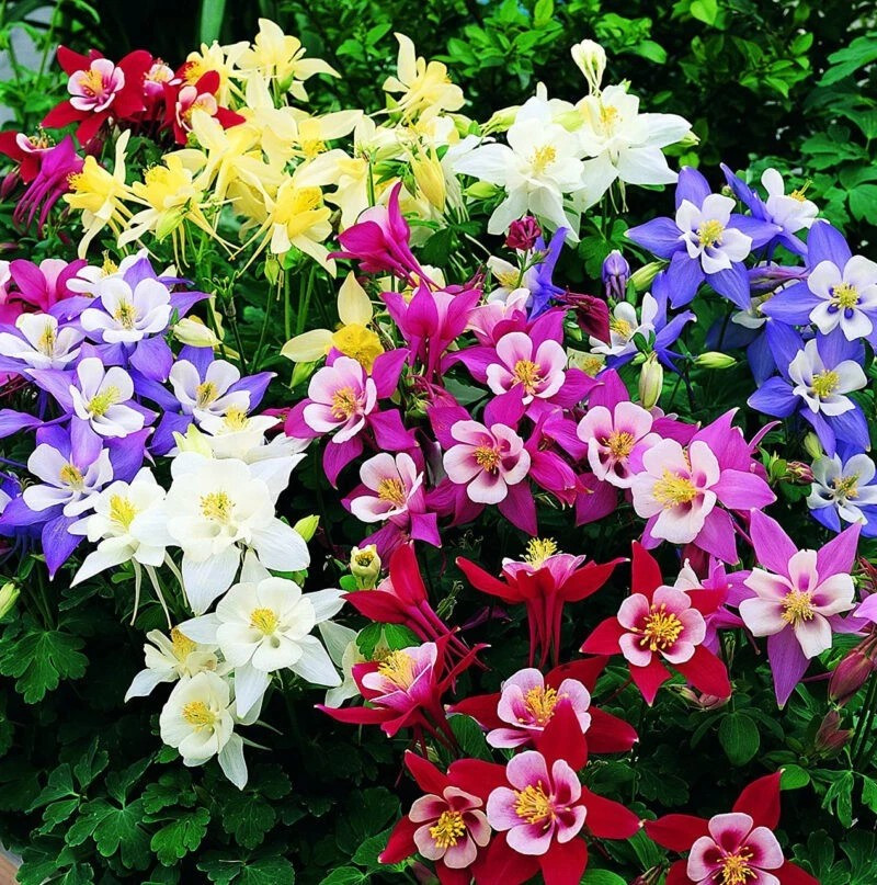 200+ MCKANA GIANTS COLUMBINE SEEDS —– PERENNIAL MIX —- BOLD COLORS