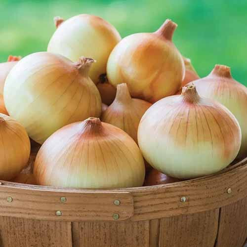 500+ Candy Onion Seeds for Garden Planting – USA – FREE SHIPPING!