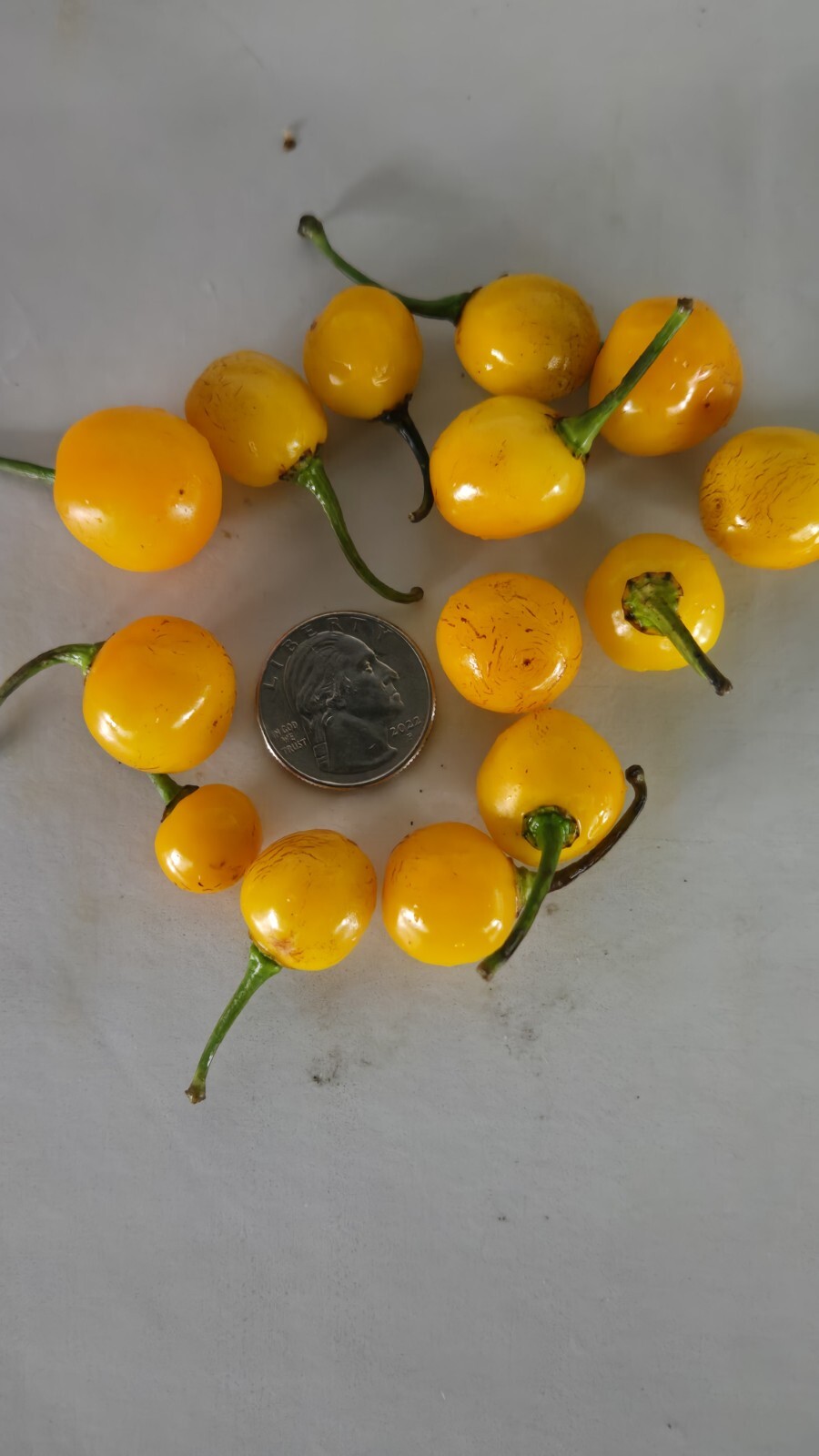 30 Guyana Wiri Wiri Pepper Seeds