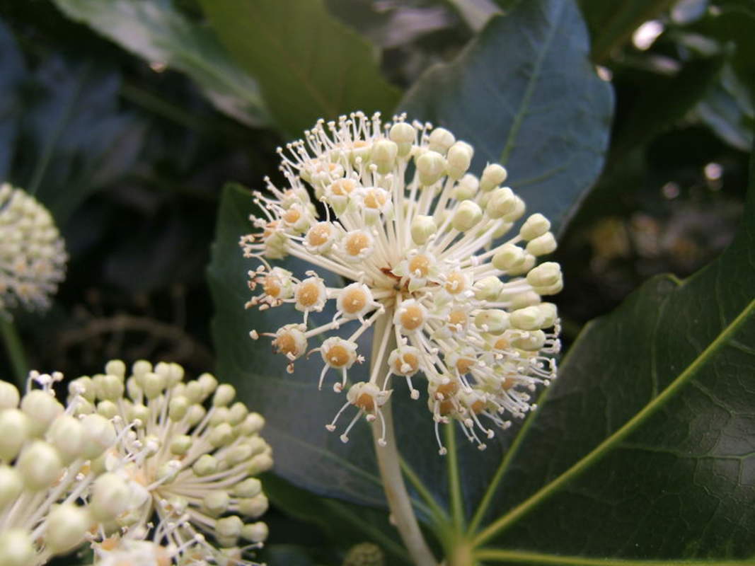 1-1000 PCS Paperplant Tree Seeds Japanese Aralia Fatsia Japonica Shrub Vine 0173