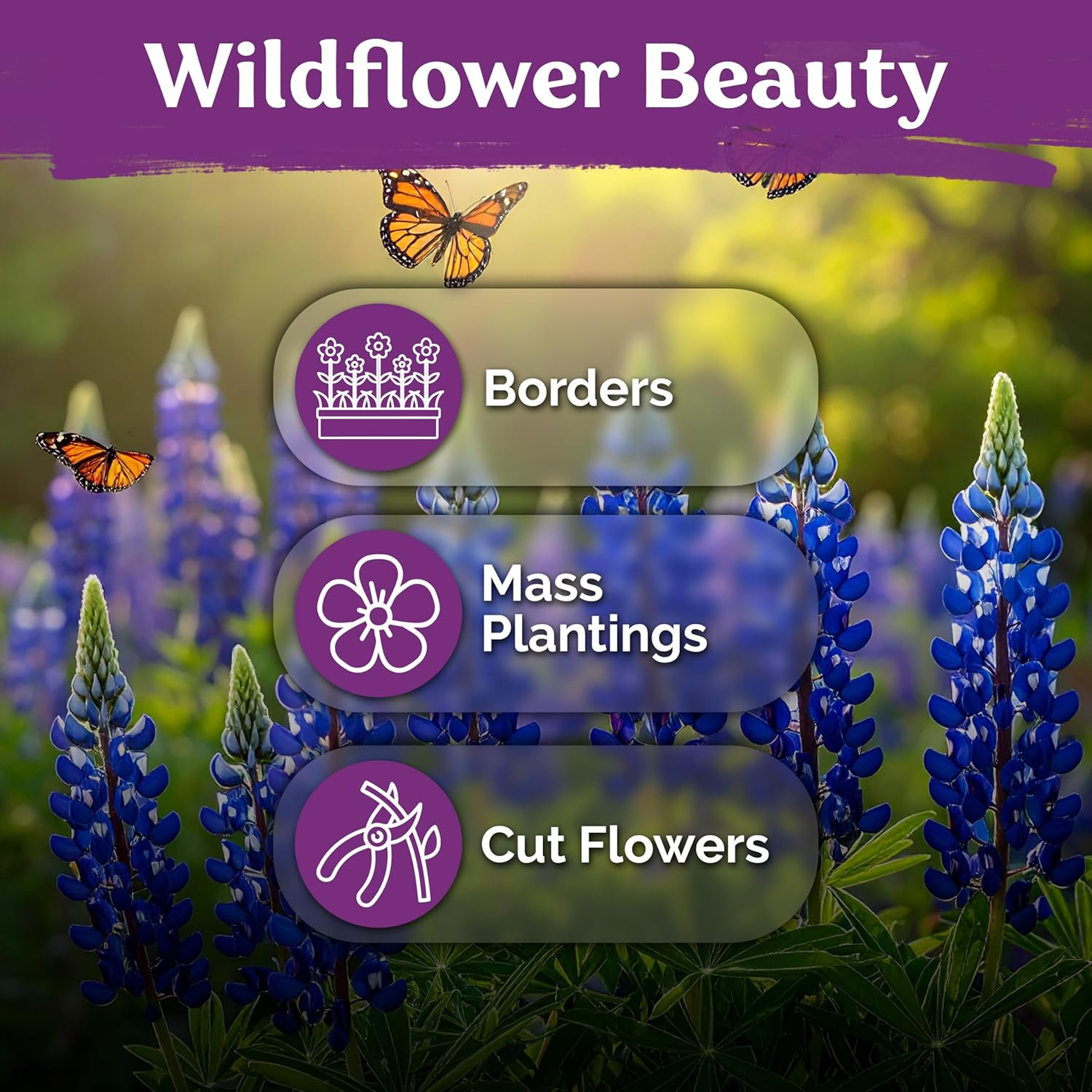 75 Texas Bluebonnet Seeds (Lupinus Texensis) – Texas Lupine, Pollinator Friendly