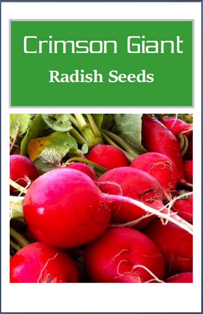 Crimson Giant Radish Seeds | NON-GMO | Heirloom | Fresh Garden Seeds
