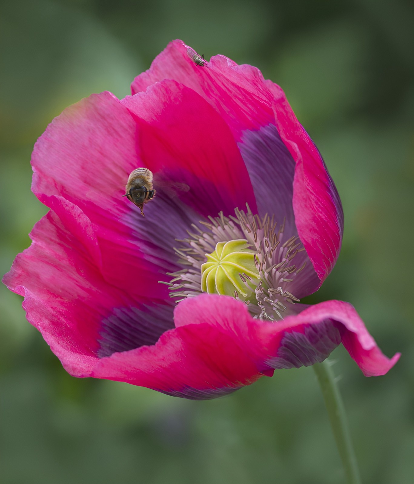500 Giant Rattle Poppy Seeds – P. Somniferum Stunning Giant Flowers & Seed Heads