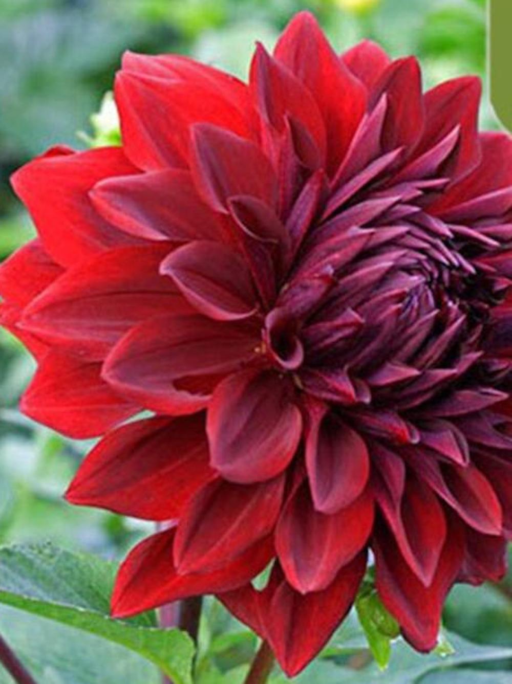 20 SEEDS DAHLIA blossom flowering bud rare bloom exotic garden plant 18 colors