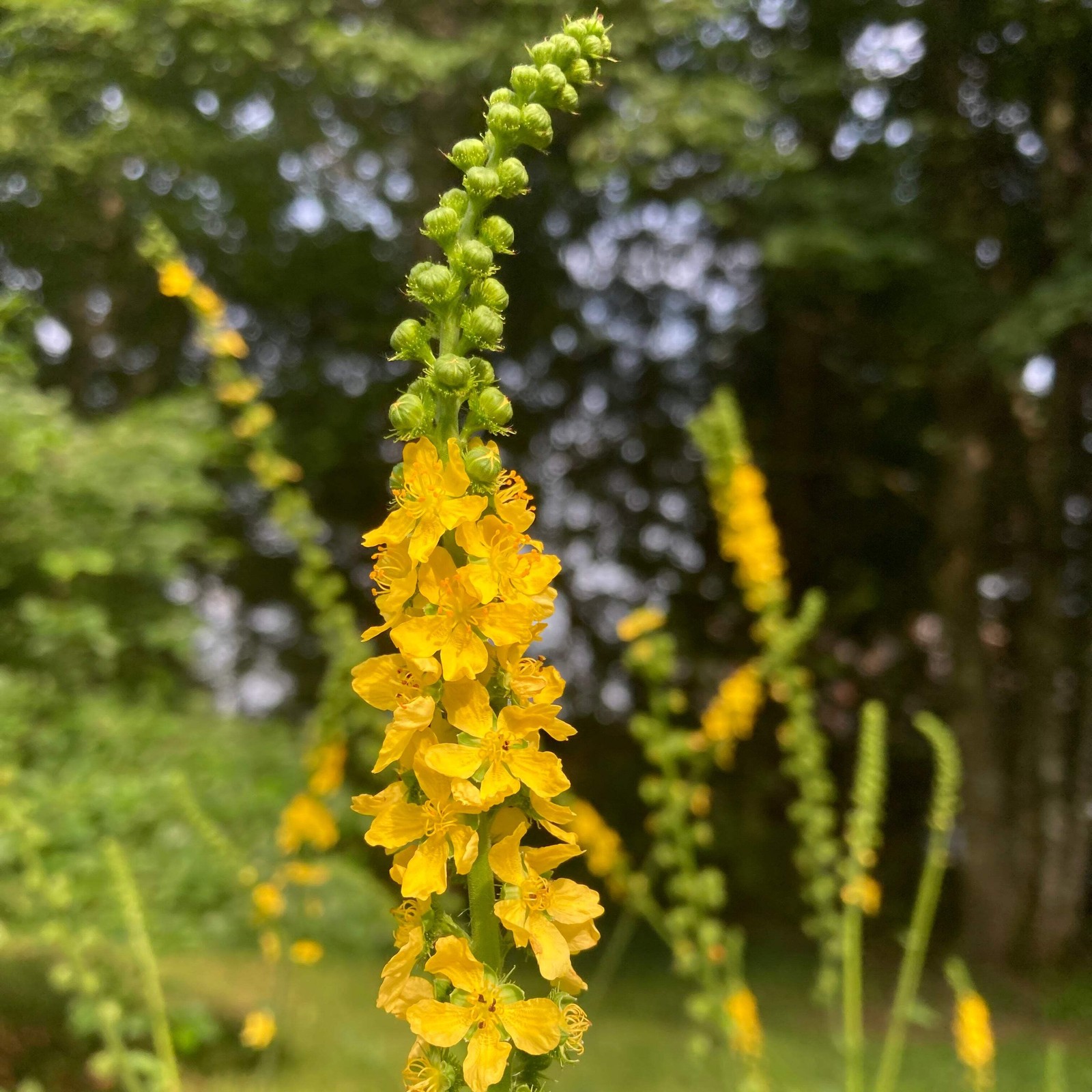 Agrimony Seeds (Agrimonia eupatoria) ~Traditional Herb Pollinator Garden
