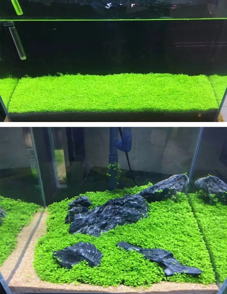 200+ Pcs Aquarium Carpet Plant Seeds Aquatic Grass for Fish Tank Decor