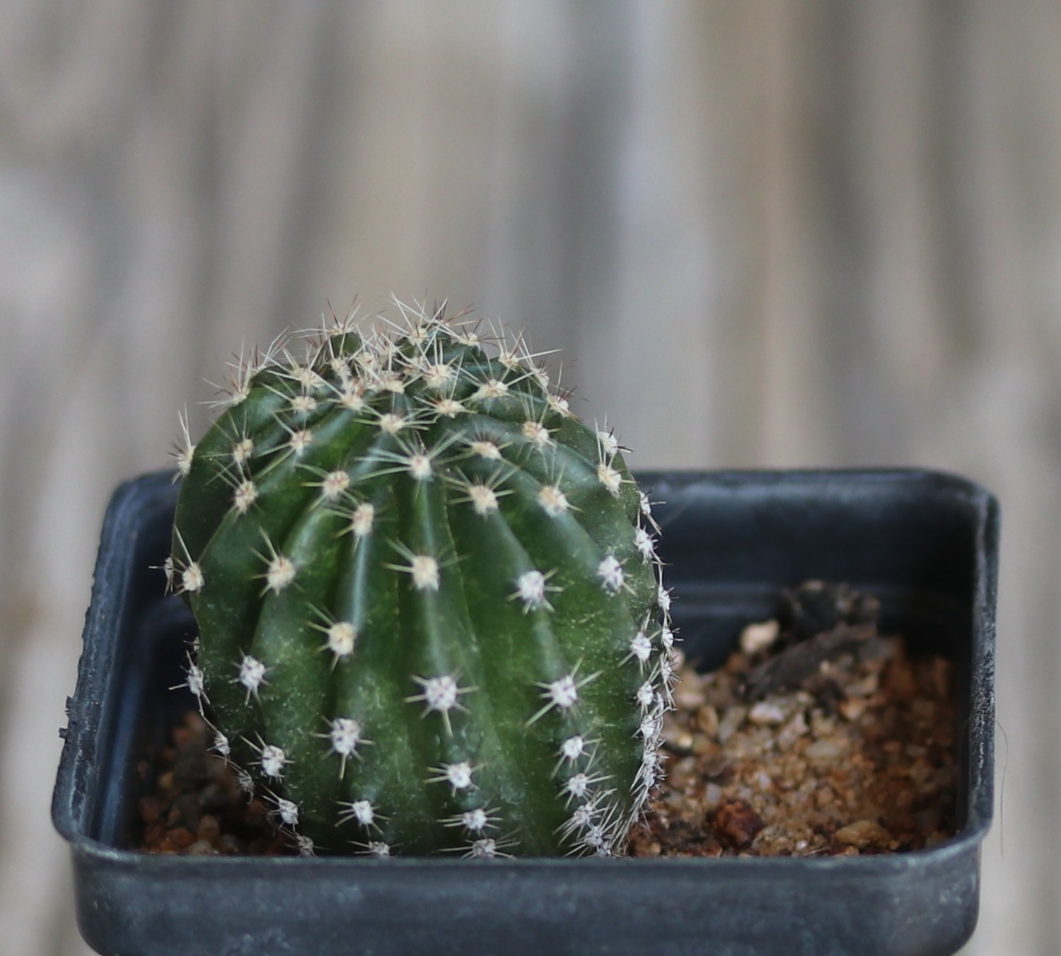Echinopsis hybrid ‘Pink Too’