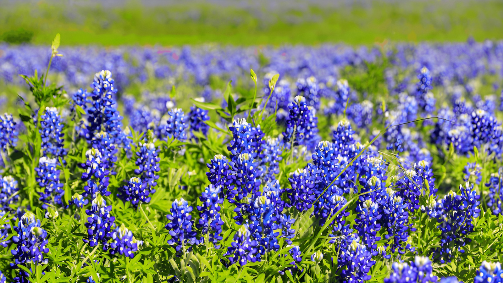 75 Texas Bluebonnet Seeds – Heirloom NonGMO Stunning Blue Texas Wildflower