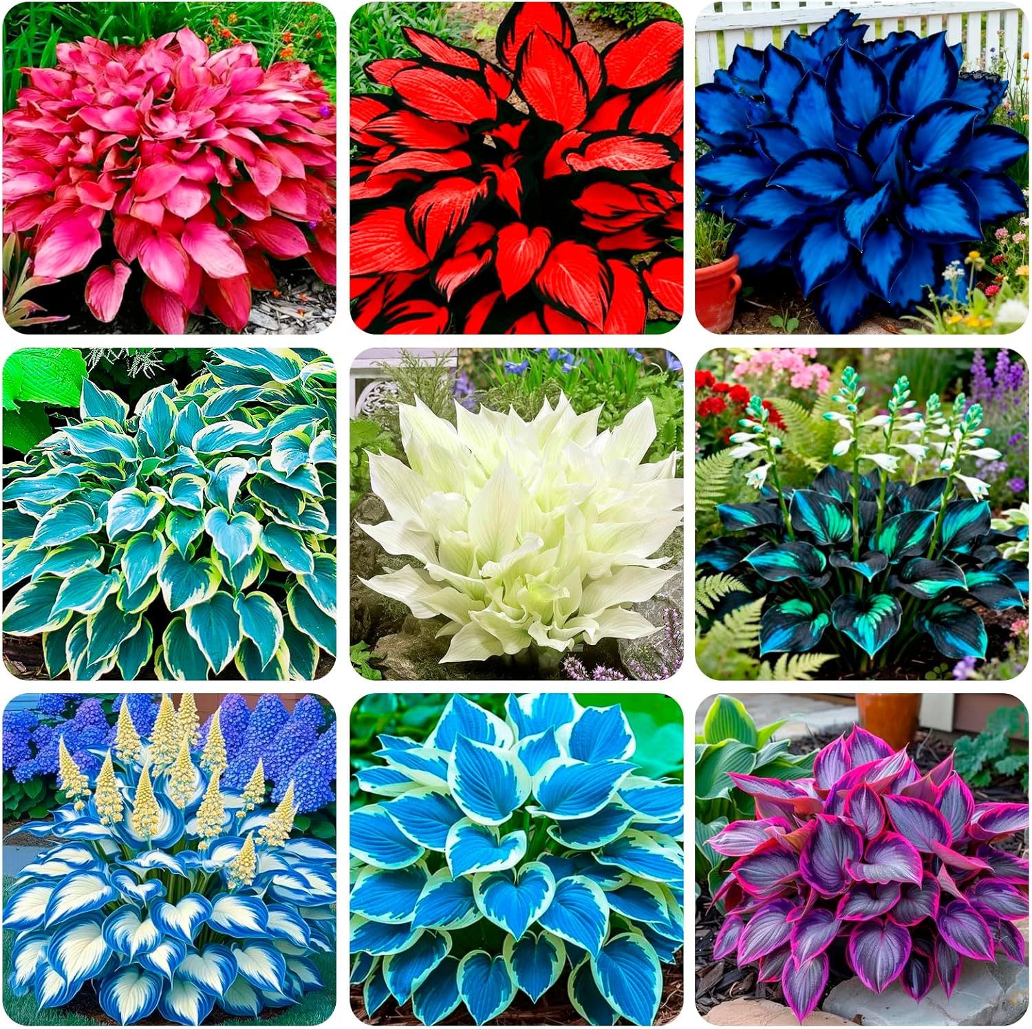345+ USA PERMIUM Rare Hosta Seed for Planting Outdoors Garden Flowers