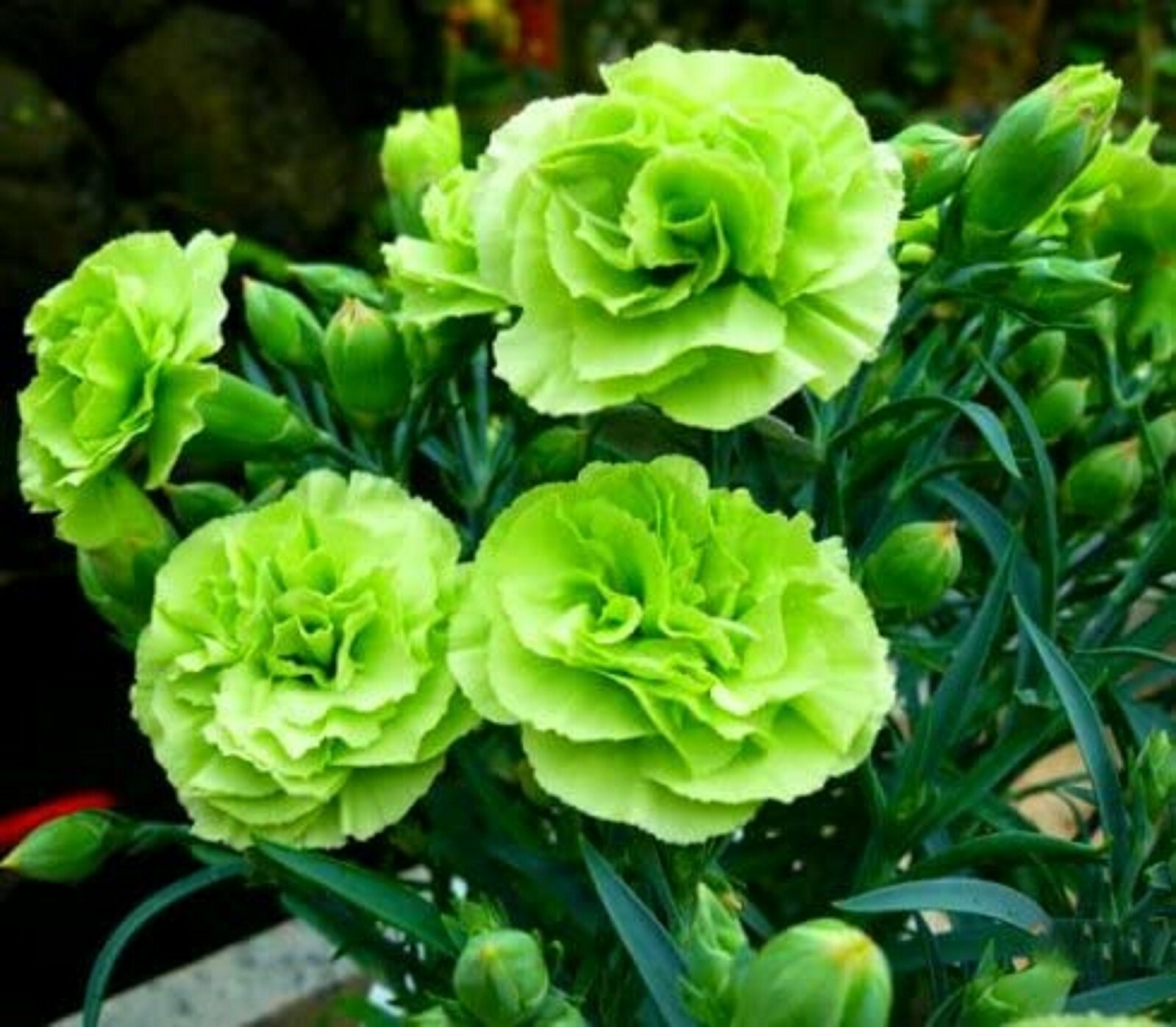 100 Bright Green Carnation Seeds Dianthus Flowers Seed Flower Perennial 302