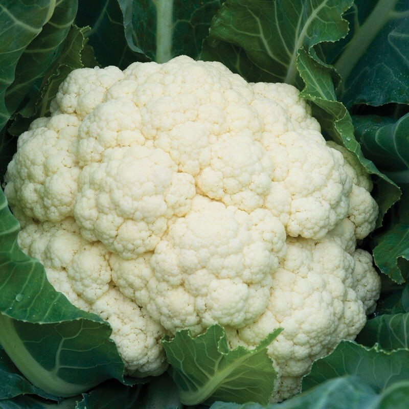 Snowball X Cauliflower Seeds, High Yield & Disease-Resistant, 50+ per pack, 2026
