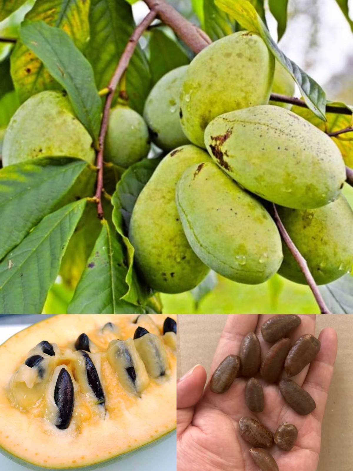10 Pawpaw Seeds for Planting – Asimina triloba Tree Seeds, Rare Paw Paw Fruit