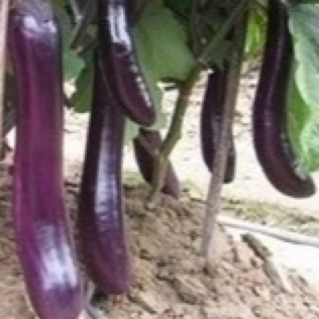 250+ Eggplants Seeds – Long Purple Eggplants Asian Vegetable USA
