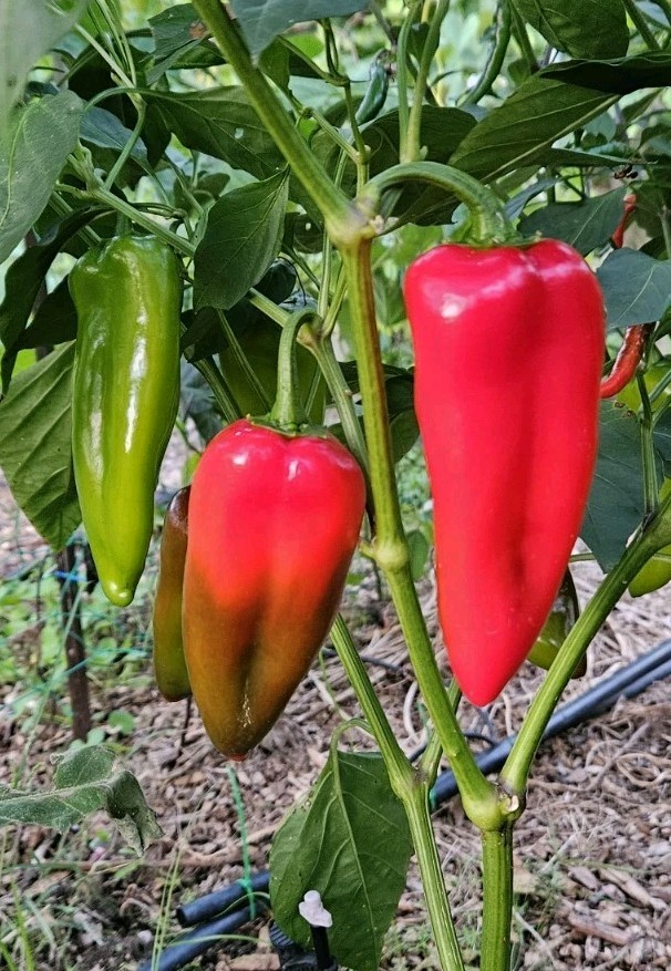 20± Roasting Pepper Seeds Sweet Red – Chervena Chushka Bulgarian Heirloom