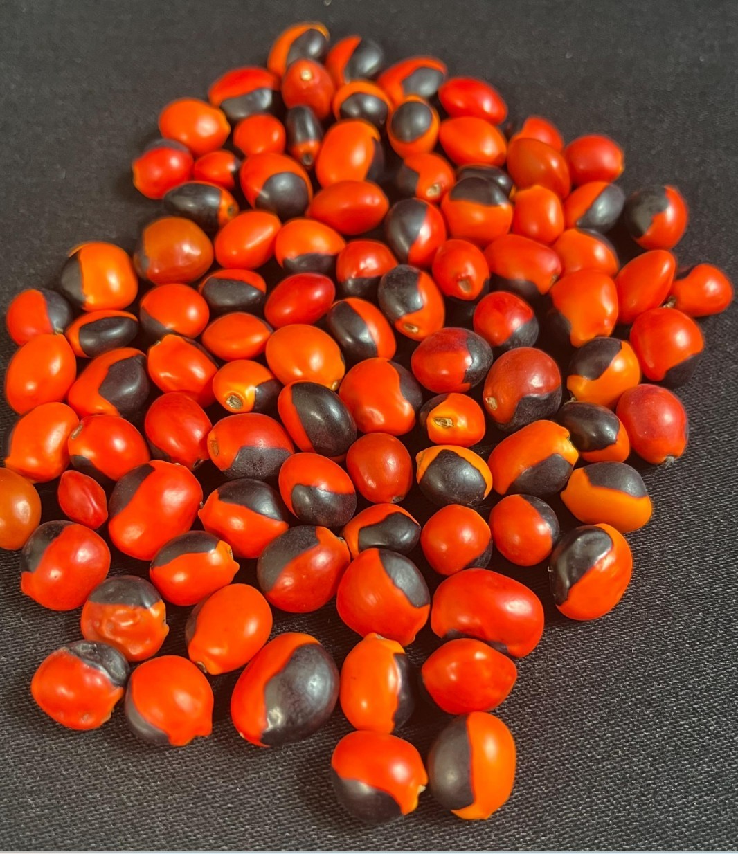 Lot of 100 New Male Huayruro Seeds Red and Black Undrilled 1 cm x 1 cm