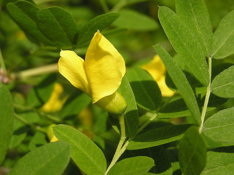 Siberian Pea Tree, Caragana arborescens, Seeds