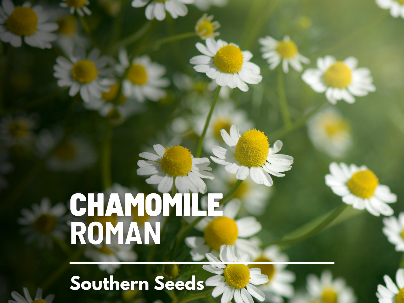 Chamomile, Roman (Anthemis Nobilis) Non-GMO – Medicinal Herb – 300 seeds