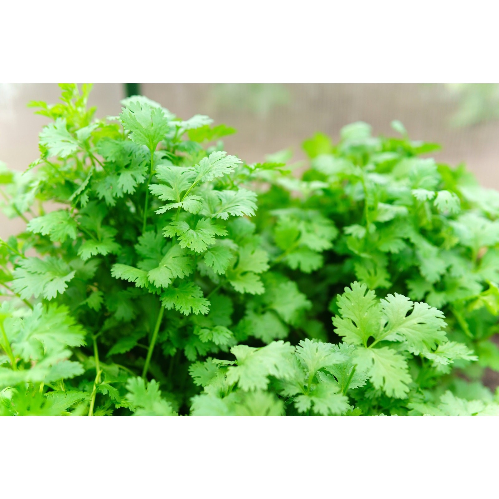 Slow Bolting Leisure Cilantro Seeds ,Mexican Coriander Culantro Parsley – 100+