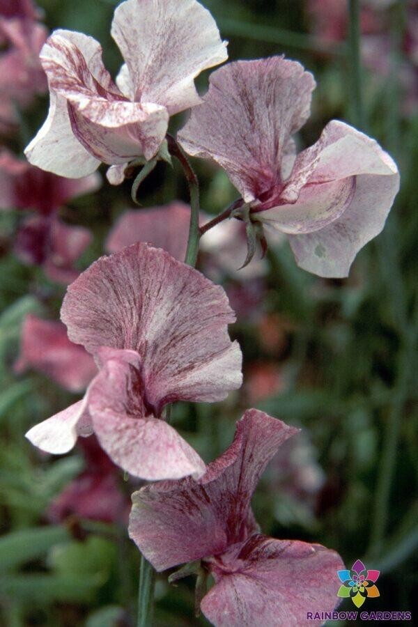 50+ Suzy Z Sweet Pea Seeds for Garden Planting – USA – FREE SHIPPING!