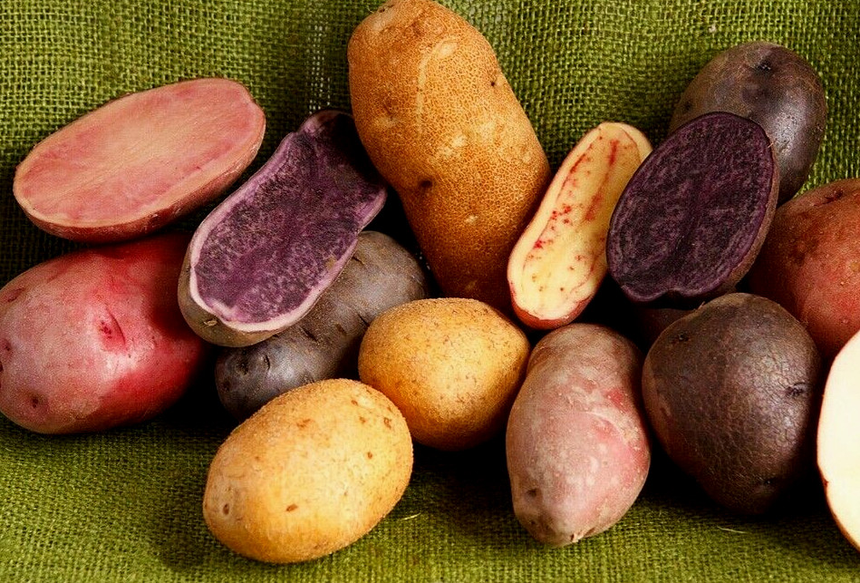 Potato Seed Tuber Mix 2 lb Purple Red Yellow Yukon Russet Organic Seeds Potatoes