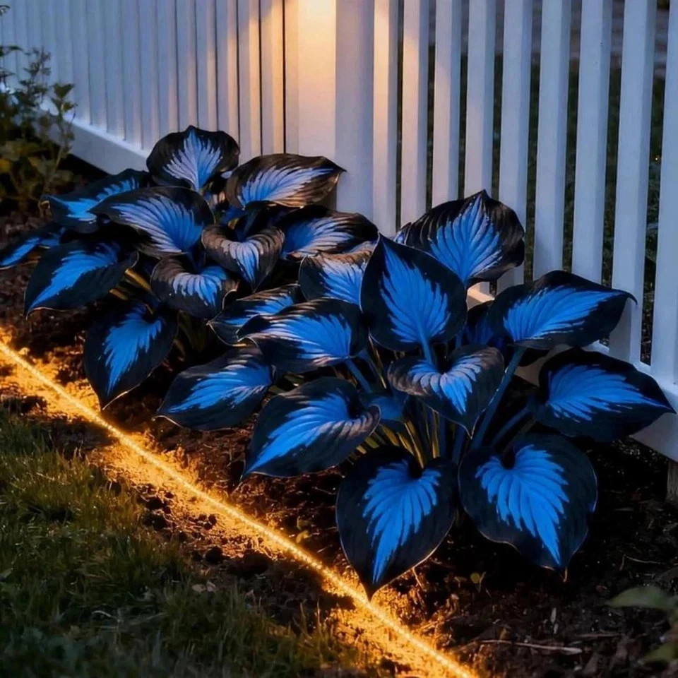 220+ Hosta Seeds Blue Perennial for Planting,Hosta Seeds Blue and Black….
