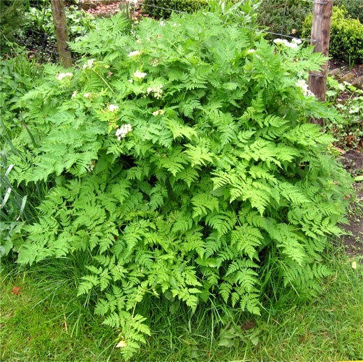 350+ Chervil Seeds-Culinary and Medicinal – NON-GMO,Organic- Open Pollinated.