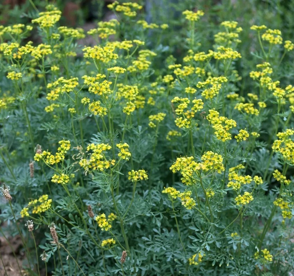 Rue (Ruta graveolens), SEEDS