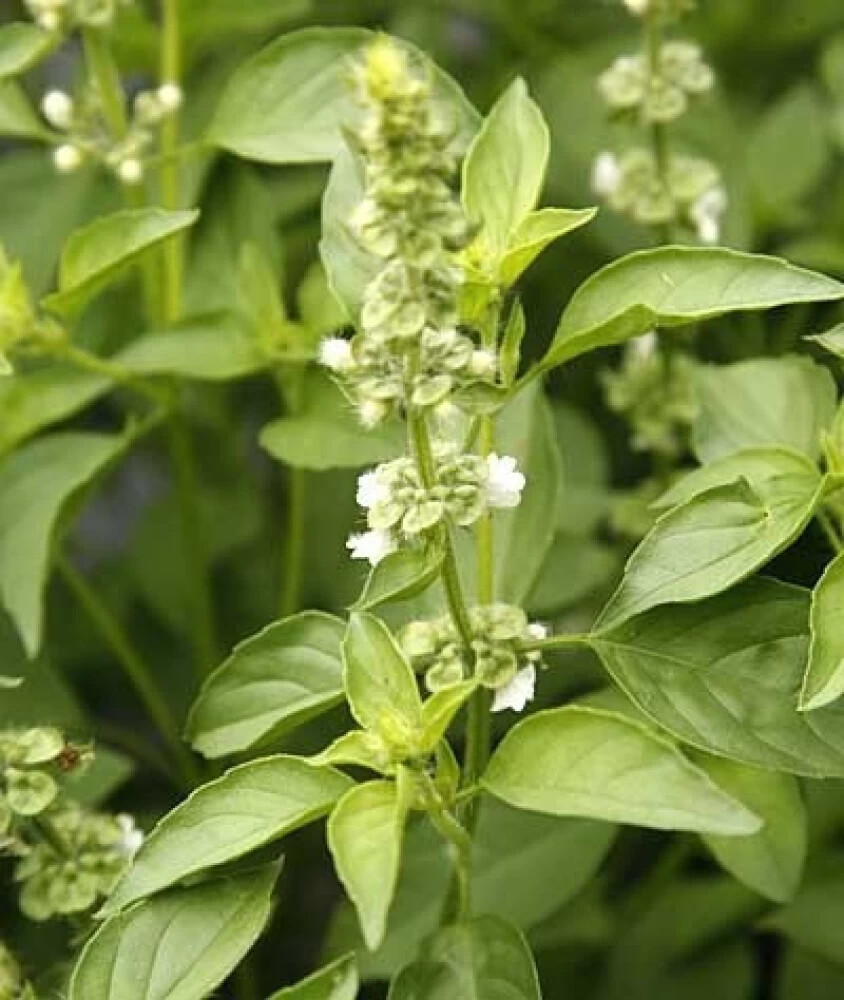Lime Basil Seeds, Hoary Basil, NON-GMO, Variety Size Packets, FREE SHIPPING
