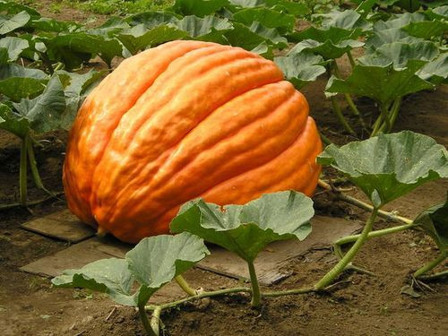 Big Max Pumpkin, Cucurbita pepo Big Max, Seeds (up to 100 pounds)