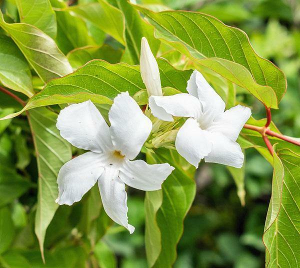 Mandevilla laxa | Chilean Jasmine | White Star | 5 Seeds