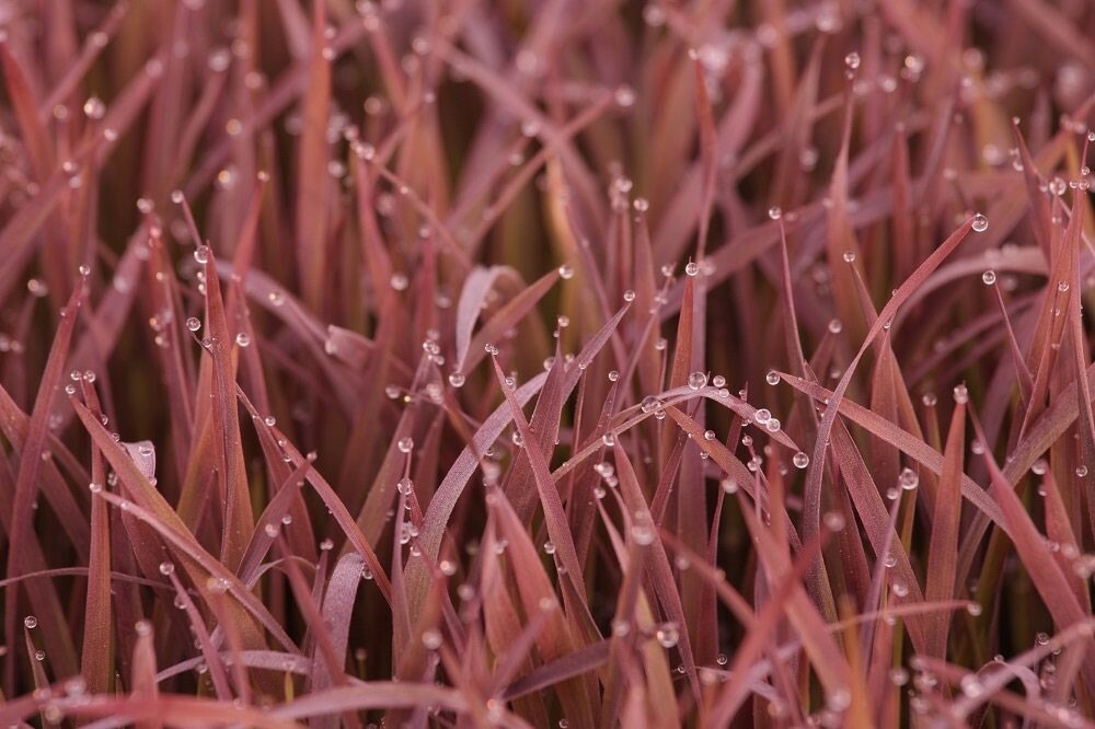 Oryza sativa Black Madras | Asian & Common Rice | 10_Seeds