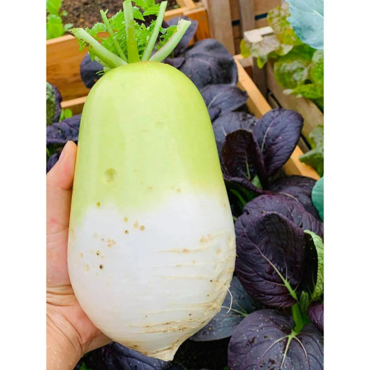 50+ Korean Autumn Hybrid Daikon Radish seeds; Excellent For Kim Chi