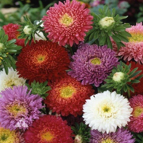 1,000 Powder Puff China Asters Mixed Colors Flower Seeds Organic Non-GMO