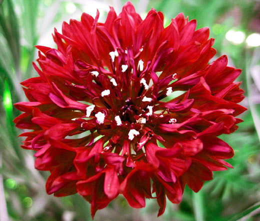 CORNFLOWER BACHELOR BUTTON RED Centaurea Cyanus – 2,500 Bulk Seeds