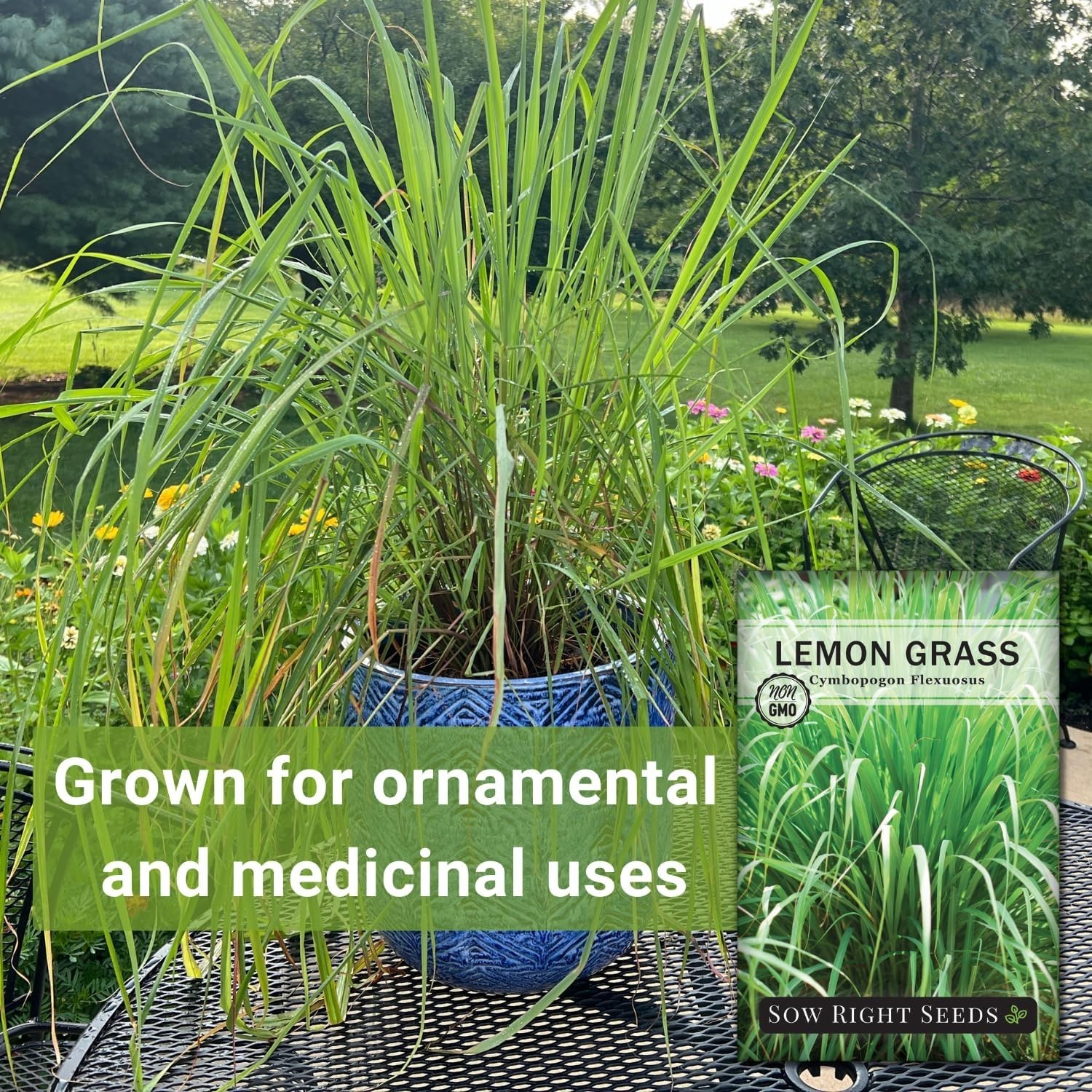 Sow Right Seeds – Lemon Grass Seeds for Planting – Non-GMO Heirloom – East India
