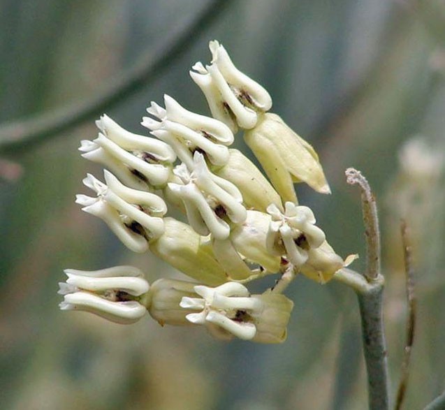 Asclepias subulata | Rush Milkweed | 10 Seeds