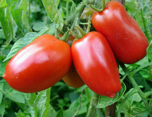 SCARBOROUGH SEEDS San Marzano Tomato 100 Seeds, Heirloom NON-GMO Free Shipping!