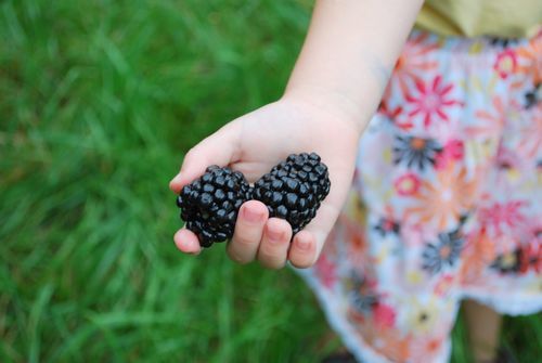 GIANT BLACKBERRY * 35 SEEDS*MEDICINAL*ANTIOXIDANT*FIBER*HEALTHFUL*TRIPLE CROWN