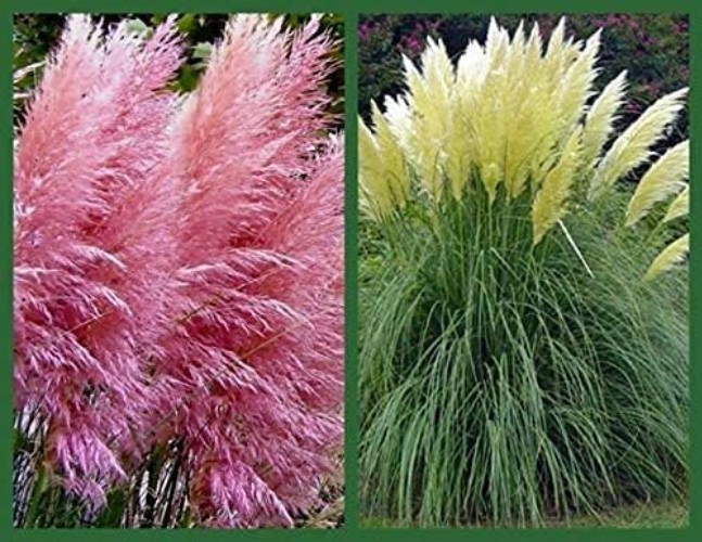 Giant Pampas Grass Seeds – 1,000 Count for Elegant Landscapes – Ships from Iowa