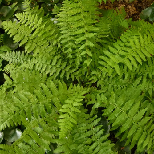1 Lady Fern Athyrium filix-femina Wildflower garden Dormant Bare root crown