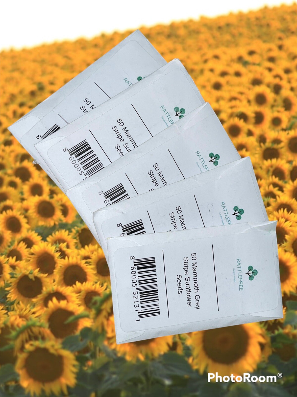 250 Mammoth Grey Stripe Sunflower Seeds RATTLEFREE GARDENS Organic USA Harvested