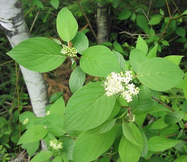 Cornus sericea ssp. sericea | Red Twig or Creek Dogwood | 5 Seeds