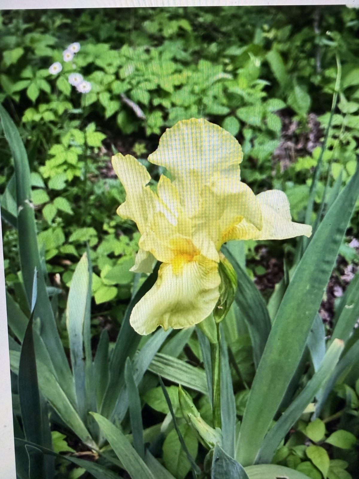 Yellow Bearded Iris BULB SPRING FLOWER (Buy 1 get 1 free + Bonus Gift)