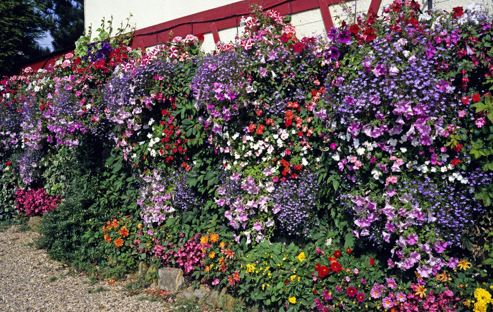 200 MIXED COLORS LOBELIA Regatta Lobelia Erinus Flower Seeds