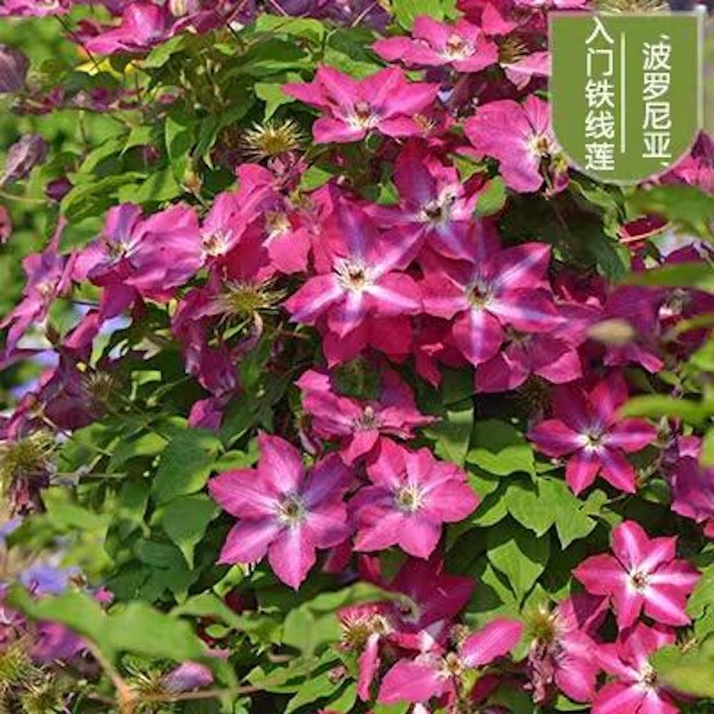 25pc CLEMATIS SEEDS Garden Plant Flower vine climber USA seller FREE shipping