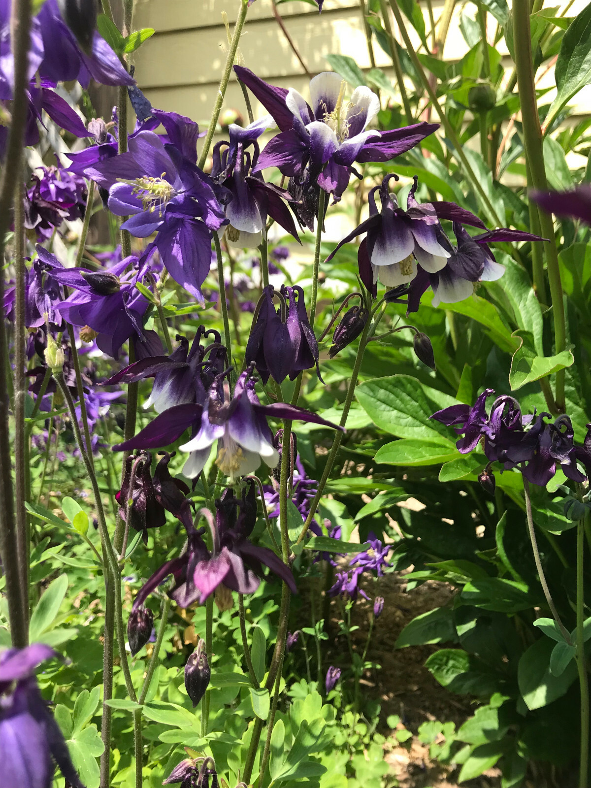 1 lb of Seeds Aquilegia Vulgaris Purple Blue Crimson Black Columbines 2021 Bulk
